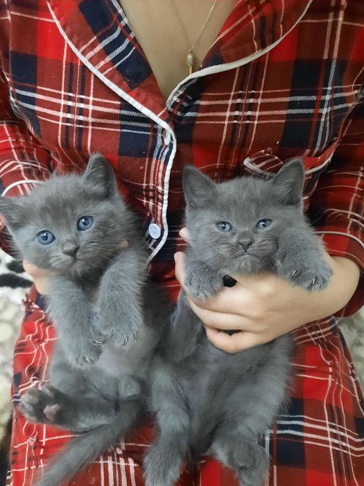 Продаются котята скоттиш страйт