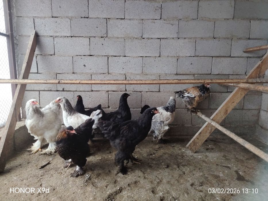 Продам Брамы Куры.