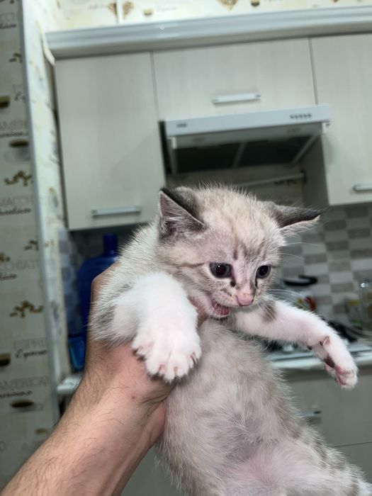 Продаются котята