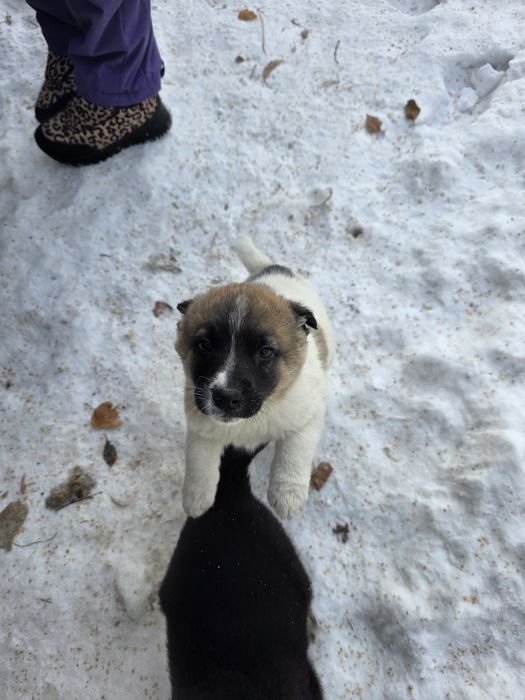 Щенки срочно ищут дом