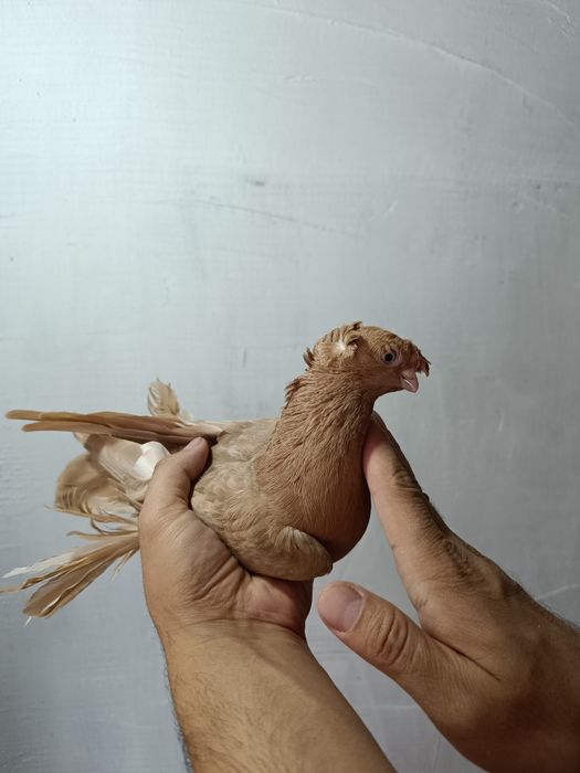 Узбекские двухчубые голуби