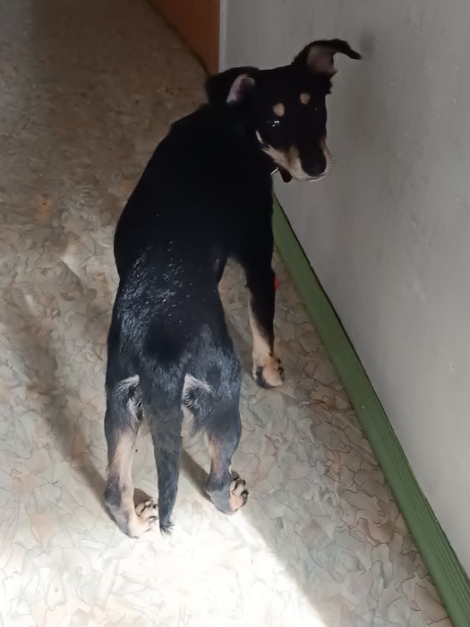 Отдам в добрые руки