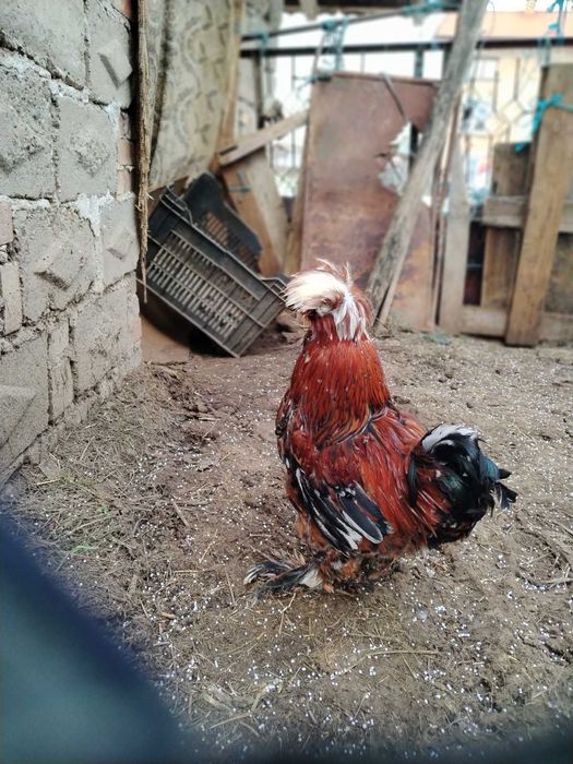 Струмски  петли.