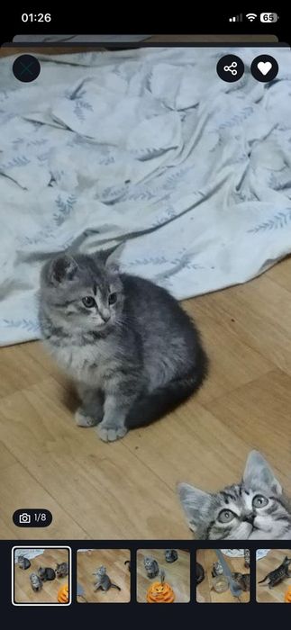 Котенок мышеловка  5 мес самка