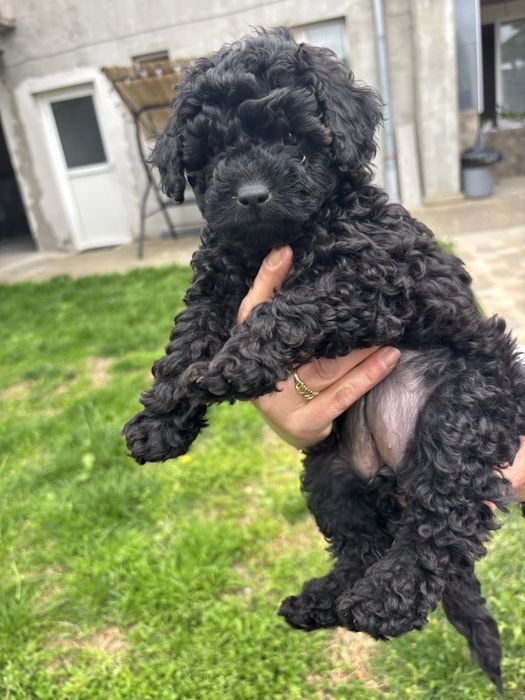 Продават се момче и момиче пуделчета на 55 днн с първа ваксина