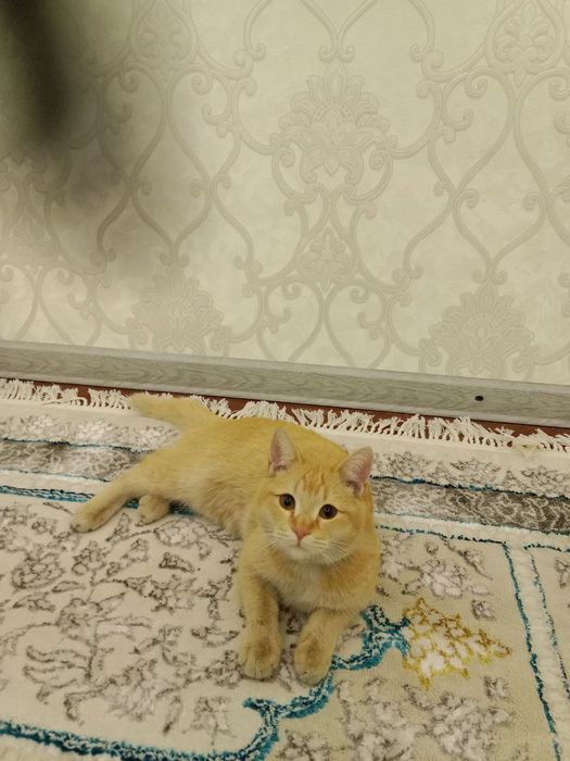 Mushuk sotiladi   zottor