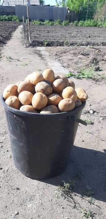 Картошка на семя