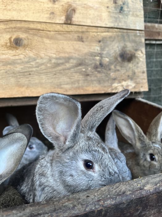 Iepuri de vanzare !!!