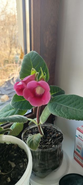 Продам глоксинию