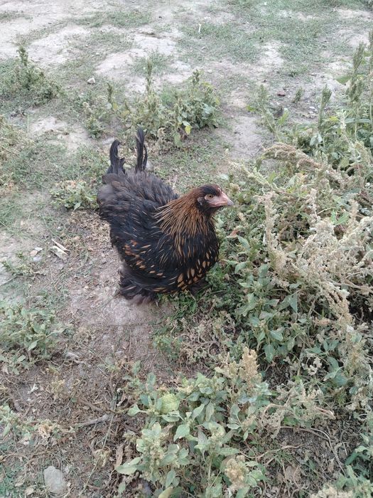 Продам куры конхинхин