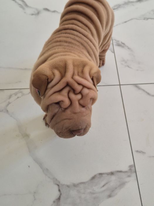 Fetita cu pedigree din părinți campioni