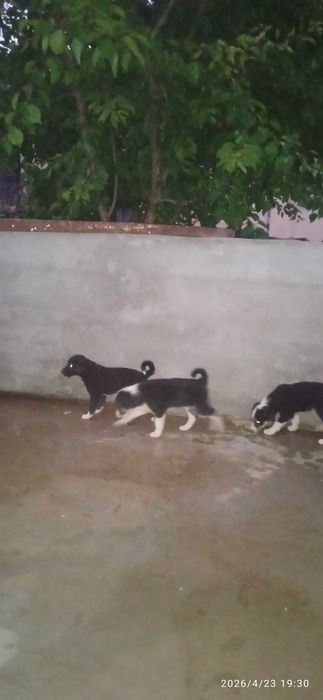 Собачки в добрые руки