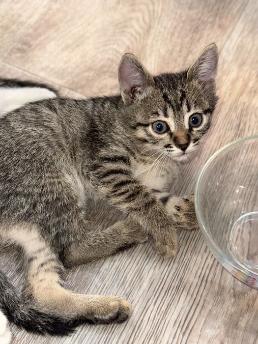 Отдам котят в добрые руки