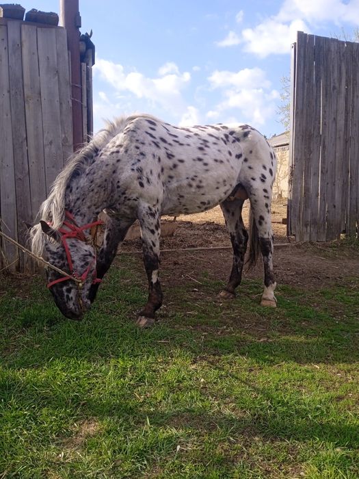 Жеребец продается