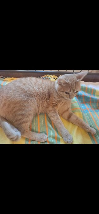 Отдам в добрые руки