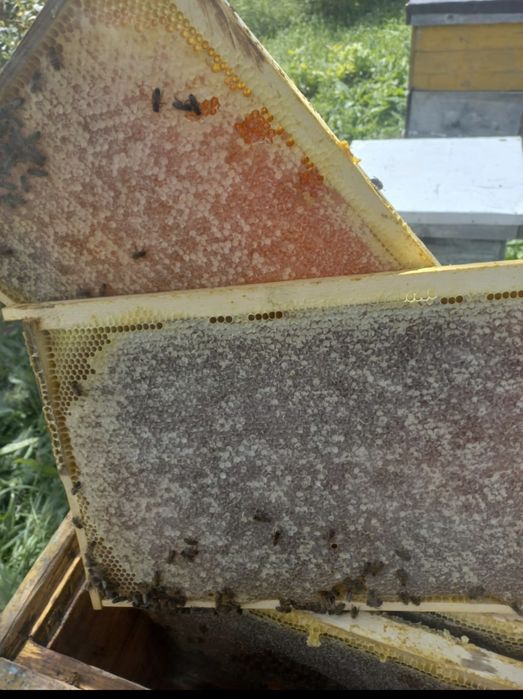 Продажа пчелопакетов