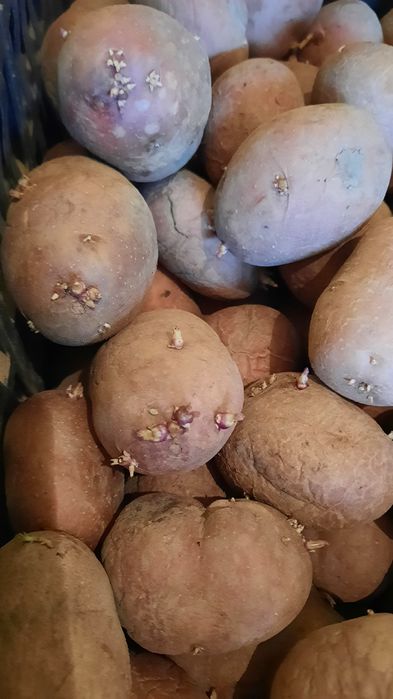 Cartofi samanta Bellarosa si Carrera