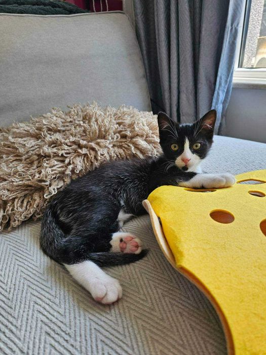 Котараче с благородно сърце търси своя дом