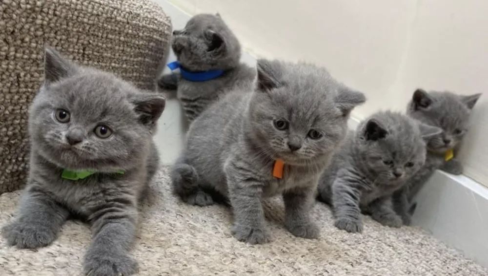 Голубенькие Котятки