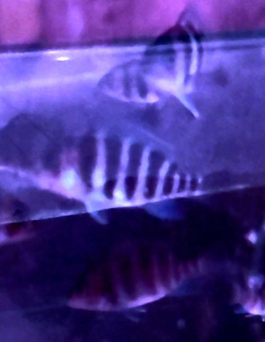 Продам мальков Cyphotilapia Frontoza Nort blue.