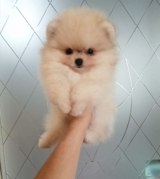 Малыши Вашей Мечты