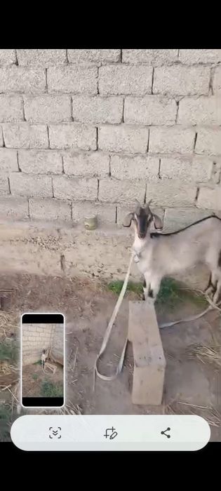 альпийский саунды ешкі сатылады