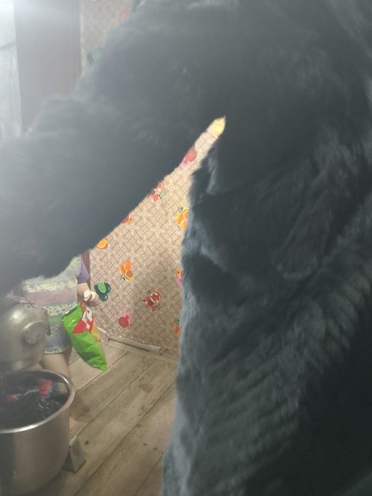 Продам шубу  натуральная