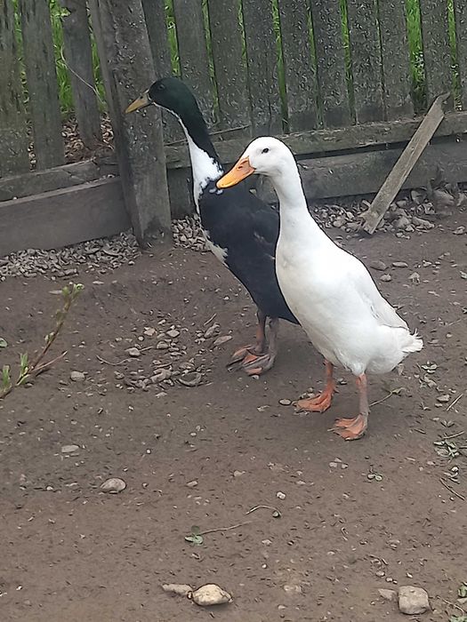 Rațe alergatoare indiene