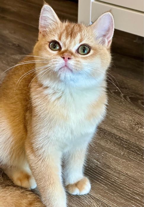 Fetita british shorthair chinchilla golden superba! Pedigree WCF
