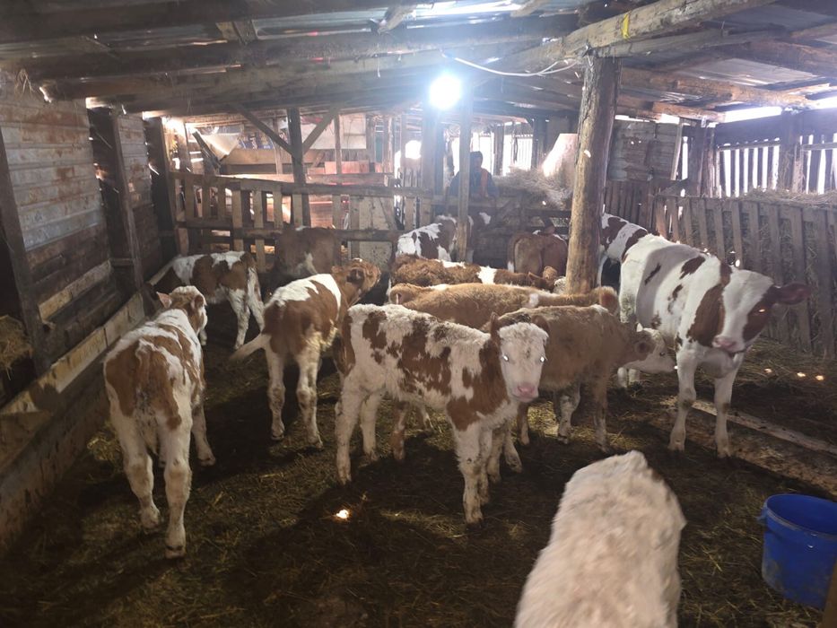 Vand vitei intarcati