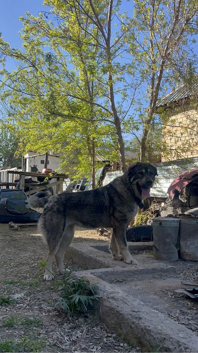 Продам суку сао.