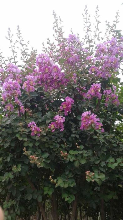 Индийский серен гуллари