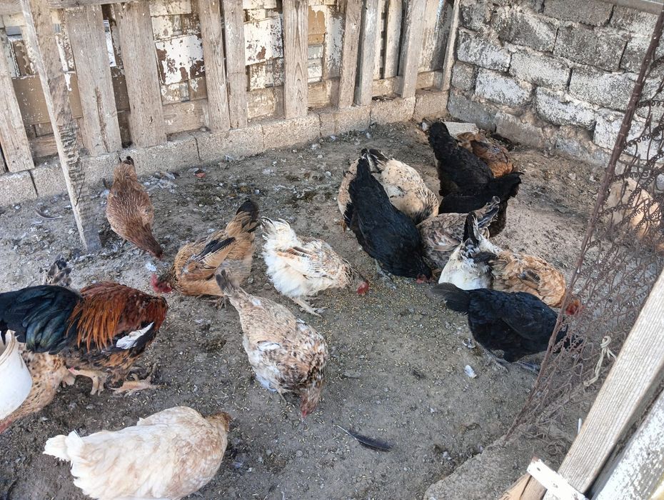 Продается курицы