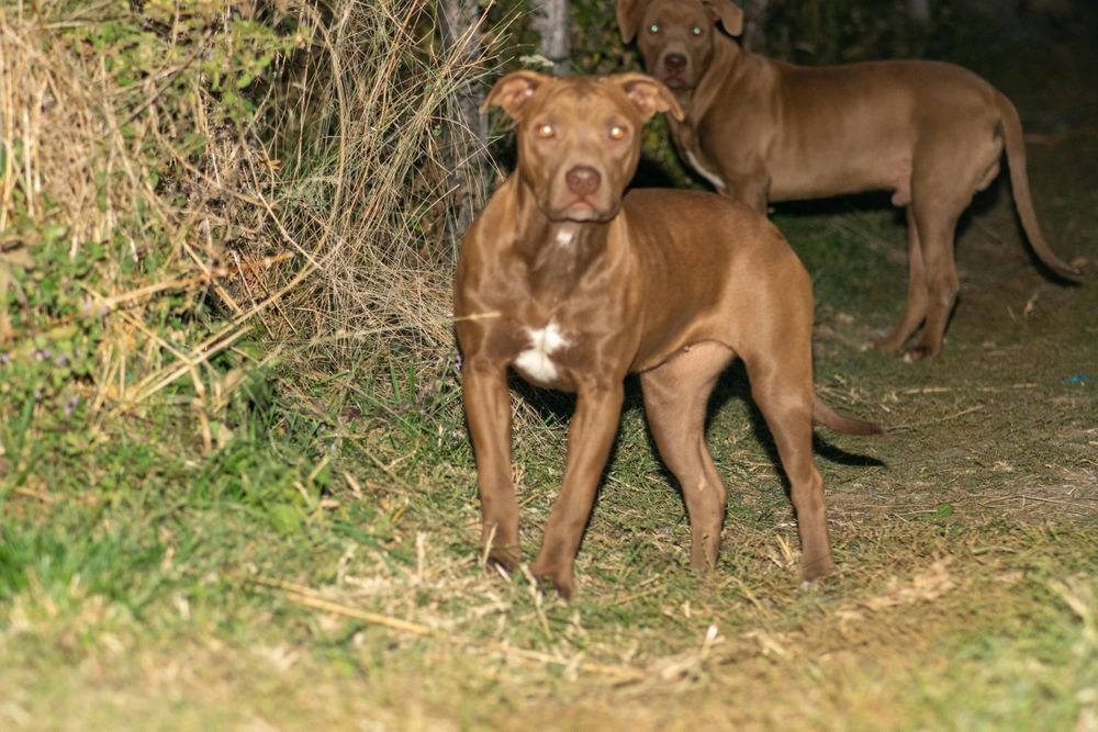 Pui american  Amstaff