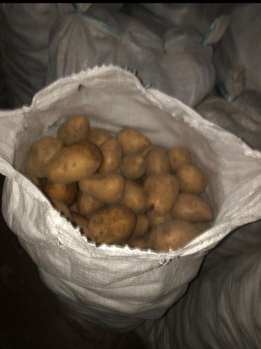 Продам картофель