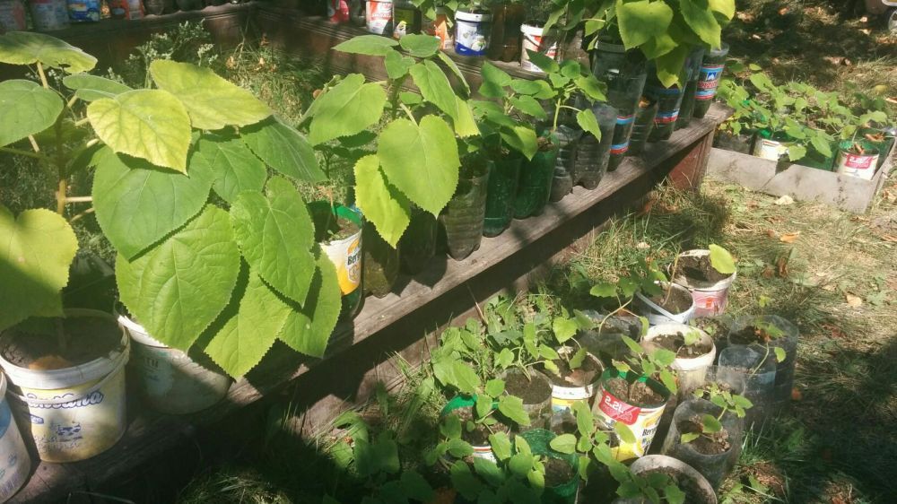 Paulownia Tomentosa, Eleongata rasad, paulonia, pawlonia