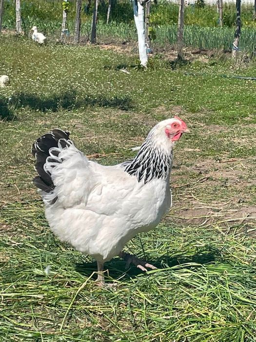 3 găini Sussex HD