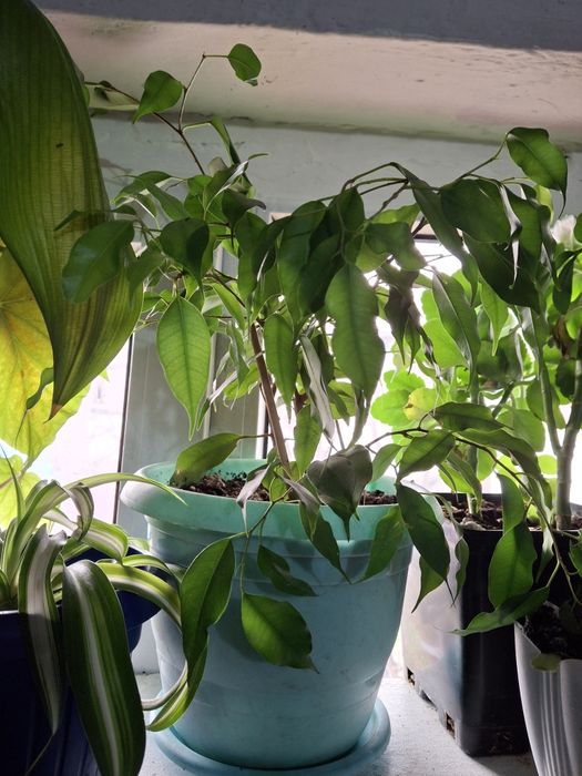 Комнатные цветы распродажа!