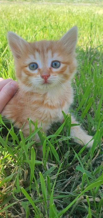 В добрые руки котята