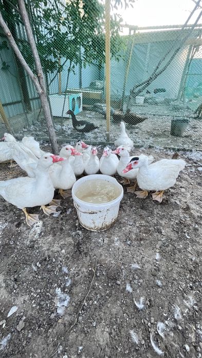 Мусксный утка Индаутка