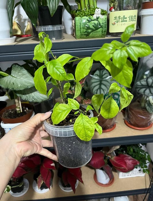 Комнатные растения