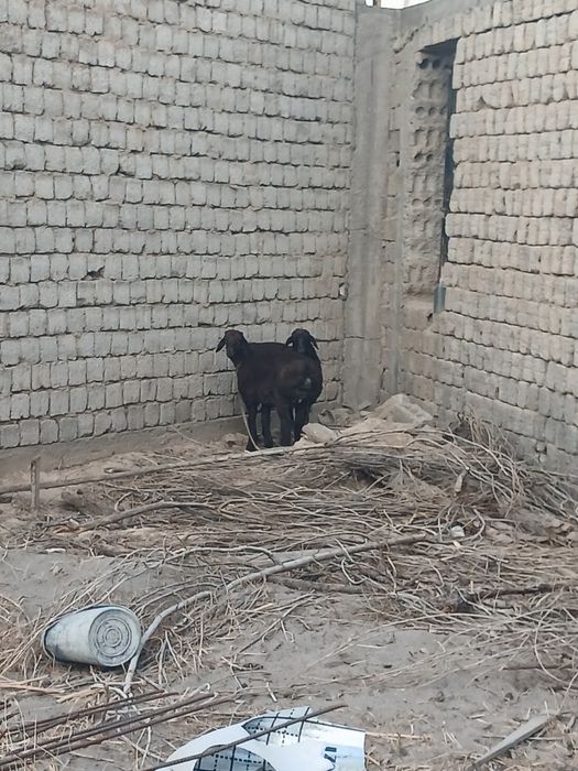 Sotiladigan qo'ylar  bor