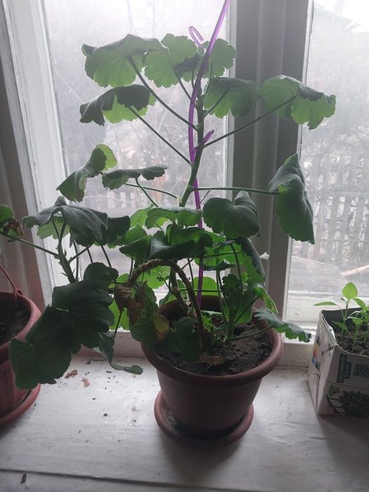 Продам Герань. Большая.