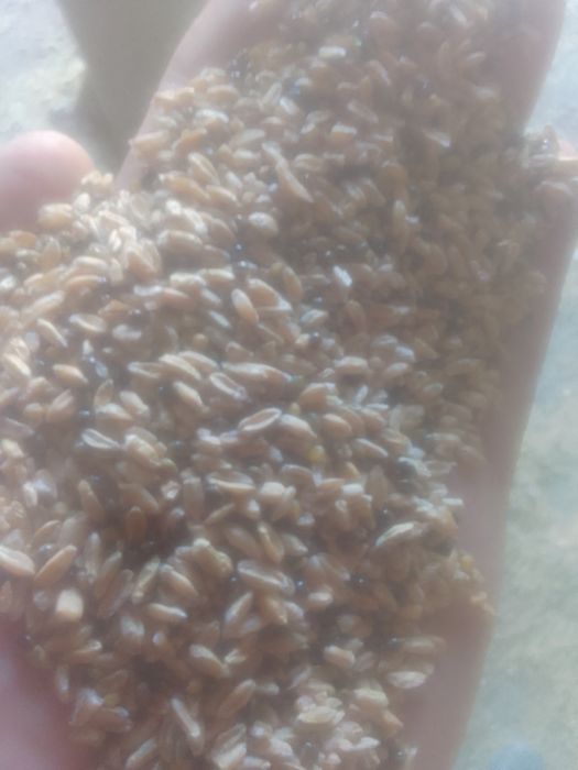 Зерноотходы Овес с мучкой Полова