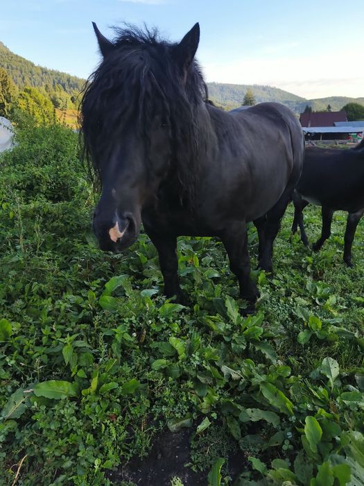 Vând cal negru de 5 ani. Pentru detalii sunați la 0753948903