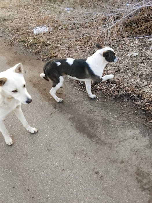 Щенки в добрые руки