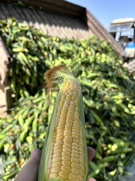 Кукуруза сладкая драйвер свежая