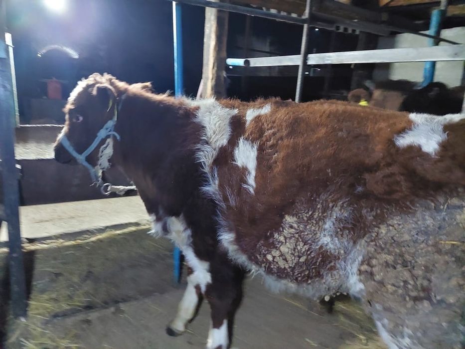 Буха бык бордахы