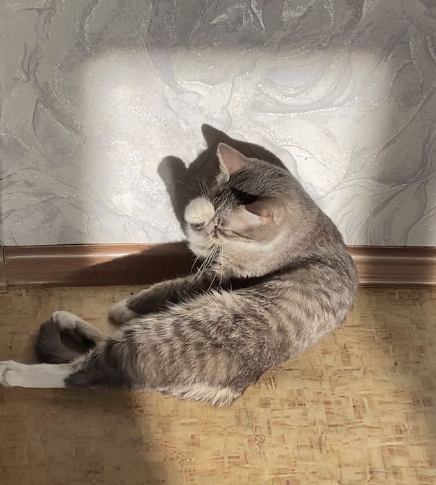 Отдадим кошку бесплатно