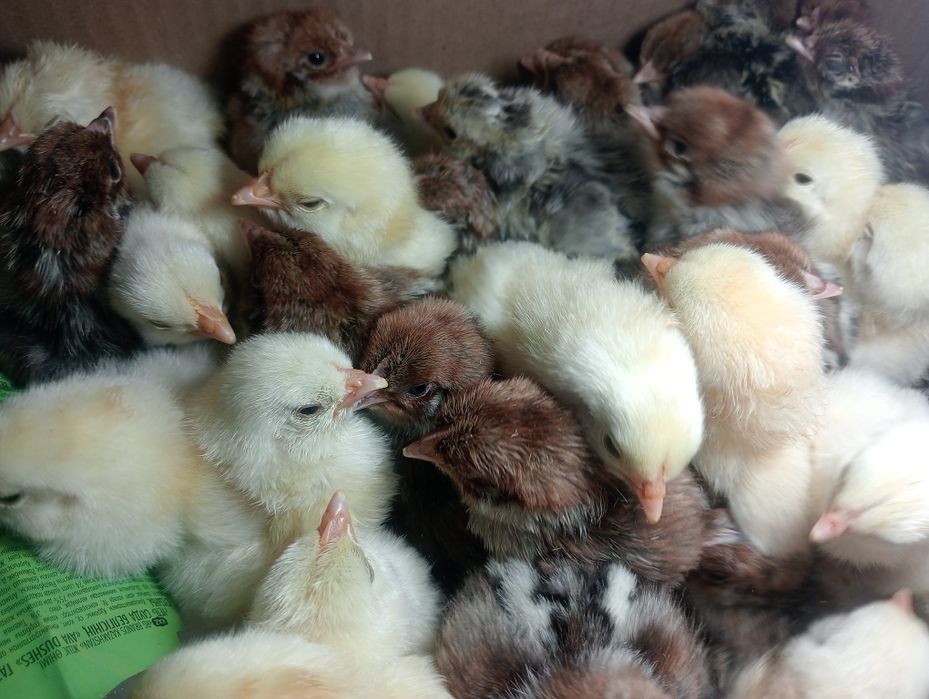 Суточные цыплята